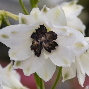 Ridderspore <br>'White/Dark Bee'<br><i>Delphinium <br>'Magic Fountain'</i>