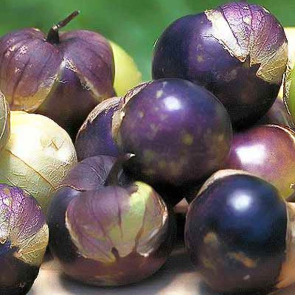 Tomatillo <br>'Purple'<br><i>Physalis ixocarpa</i>