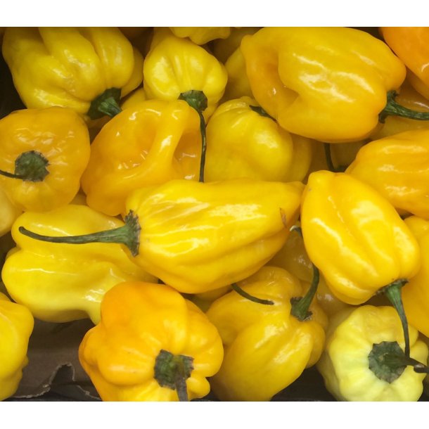 Chili <br>'Hot Lemon' <br><i>Capsicum annuum</i>
