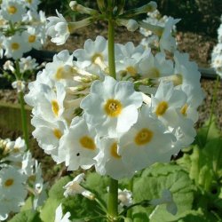 Primula, Japansk<br>'Postford White'<br><i>Primula japonica</i>