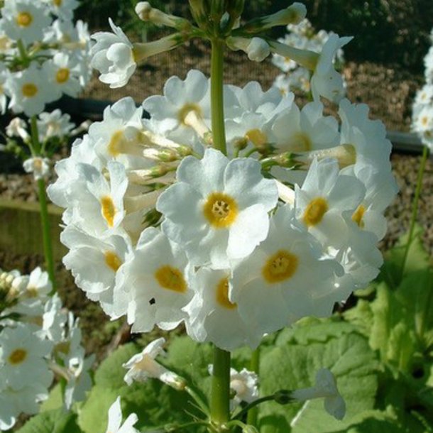 Primula, Japansk<br>'Postford White'<br><i>Primula japonica</i>