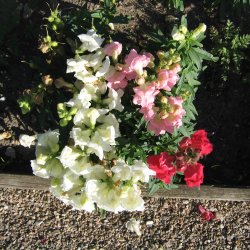 Lvemund <br>'Mix' <br><i>Antirrhinum majus </i>