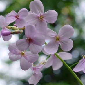 Natviol, <br>Velduftende aftenstjerne <br>'Mix' - <br><i>Hesperis matronalis </i>