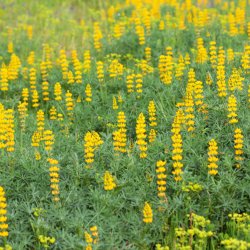 Lupin, <br>gul <br><i>Lupinus luteus</i>