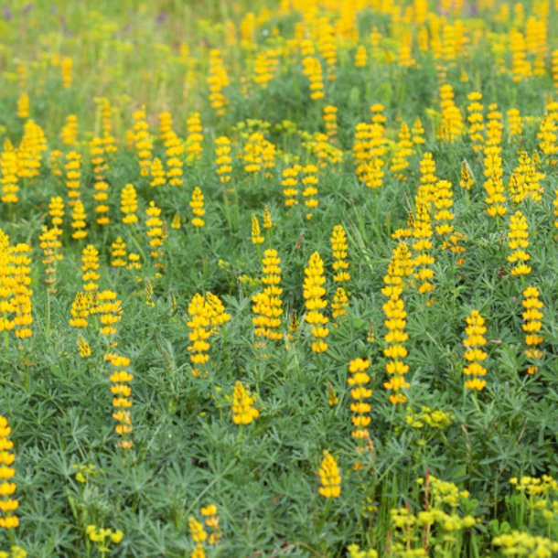 Lupin, <br>gul <br><i>Lupinus luteus</i>