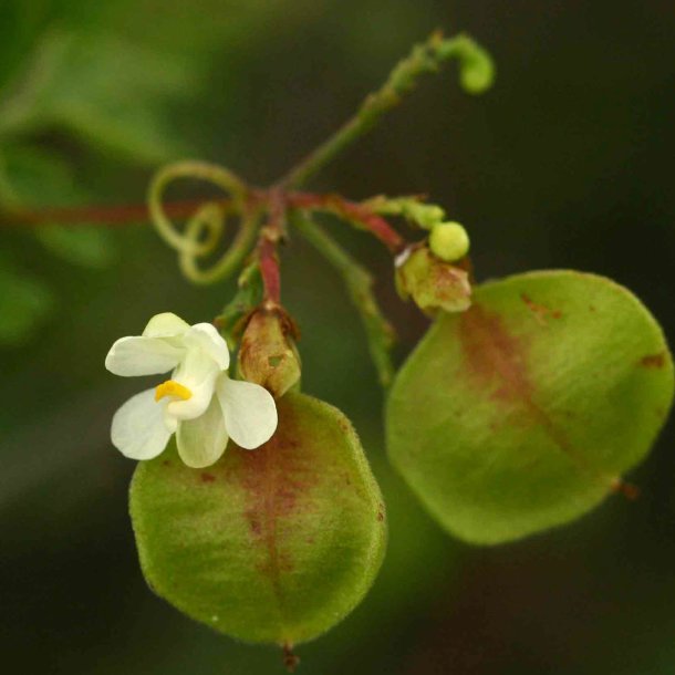 Klatreplanter <br>'Mix' <br><i>Storkb</i>