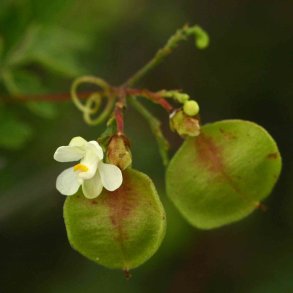 Ballonvin, 'Love in a Puff' <br><i>Cardiospermum halicacabum</i>