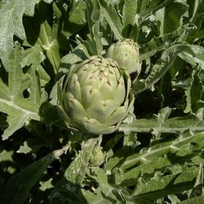 Artiskok <br>'Green Globe'<br><i>Cynara scolymus</i>