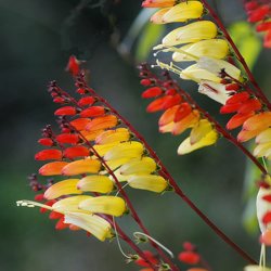 Spansk Flag <br>'Exotic Love'<br><i>Ipomoea lobata </i>