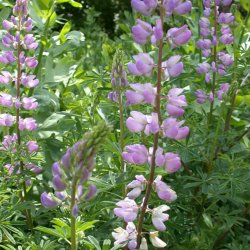 Lupin, <br>Tr�- <br><i>Lupinus arboreus</i>