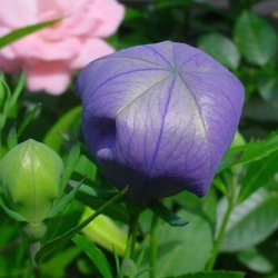 Ballonklokke <br>'Mix' <br><i>Platycodon grandiflorus</i>