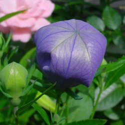 Ballonklokke <br>'Fuji Blue' <br><i>Platycodon grandiflorus</i>