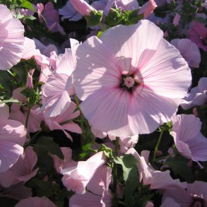 Mamelukrme <br>'Pink Blush' <br><i>Lavatera trimestris </i>