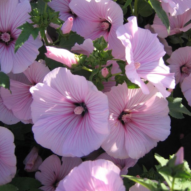 Mamelukrme <br>'Pink Blush' <br><i>Lavatera trimestris </i>