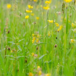 Skjaller, <br>Liden <br><i>Rhinanthus minor</i>