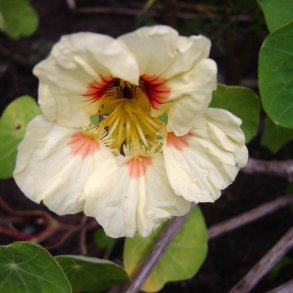 Tallerkensmkker <br>'Peach Melba'<br><i>Tropaeolum majus</i>