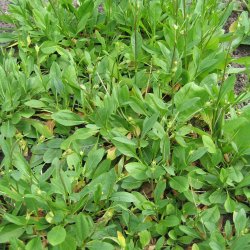 Djvelsbid <br><i>Succisa pratensis </i><br><br>