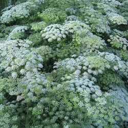 Kongeskrm, <br>Kongekommen <br><i>Ammi majus</i>