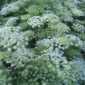 Kongeskrm, <br>Kongekommen <br><i>Ammi majus</i>