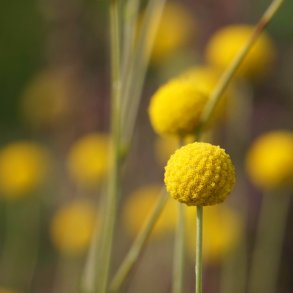 Drumsticks <br><i>Craspedia globosa</i><br><br>