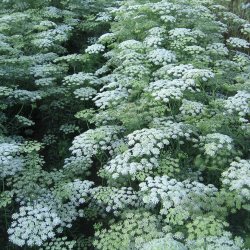 Kongeskrm, <br>Kongekommen <br><i>Ammi majus</i>
