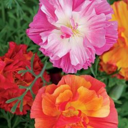 Guldvalmue <br>'Jelly Beans'<br><i>Eschscholzia californica</i>