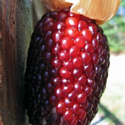 Majs, <br>Jordbr- <br><i>Zea mays var. gracillima</i>