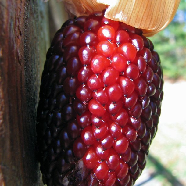 Majs, <br>Jordbr- <br><i>Zea mays var. gracillima</i>