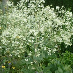 Kmpeslr <br><i>Crambe cordifolia </i><br><br>