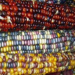 Majs, Indianer- <br>'Amero'<br><i>Zea mays</i>