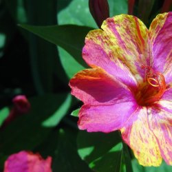 Vidunderblomst <br>'Marbles Mix'<br><i>Mirabilis jalapa</i>