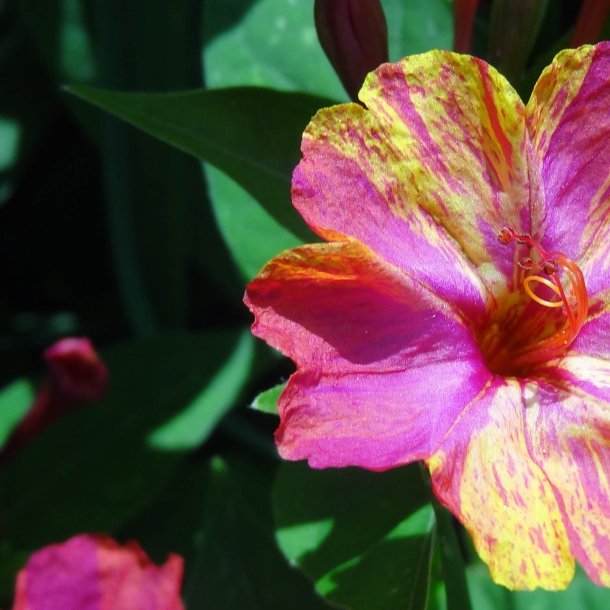 Vidunderblomst <br>'Marbles Mix'<br><i>Mirabilis jalapa</i>