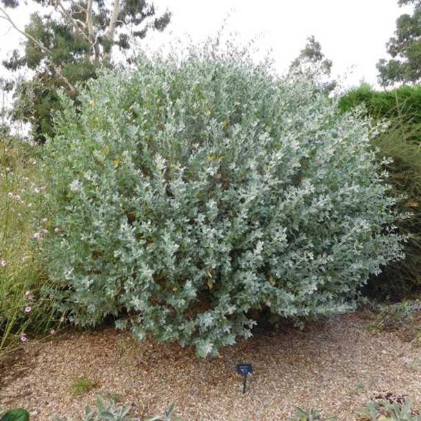 Smlde <br><i>Atriplex halimus </i><br><br>