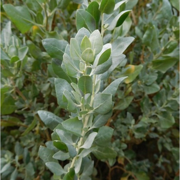 Smlde <br><i>Atriplex halimus </i><br><br>