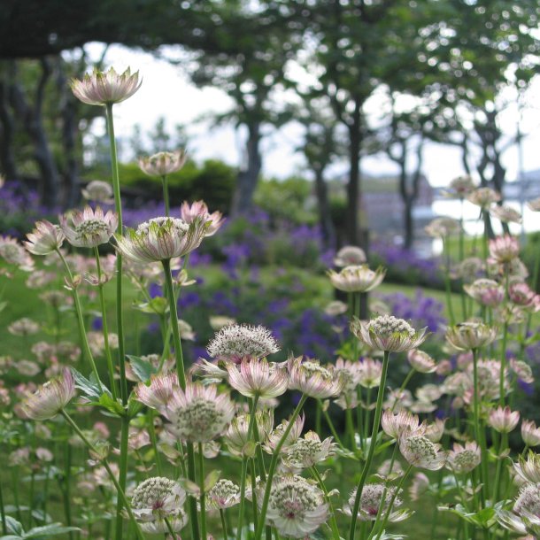 Stjerneskrm <br><i>Astrantia major </i><br><br>