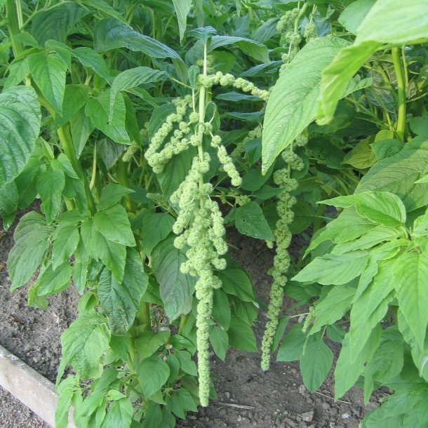 Amarant, Rvehale- <br>'Green Cascade'<br><i>Amaranthus caudatus</i>