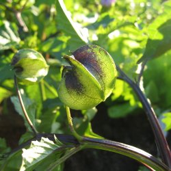 Kantbger, Leanderklokke <br><i>Nicandra physalodes </i>