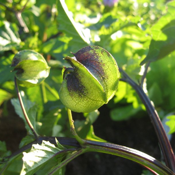 Kantbger, Leanderklokke <br><i>Nicandra physalodes </i>