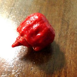 Chili <br>'Carolina Reaper' <br><i>Capsicum chinense</i>