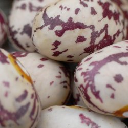 Borlotto, stangbnne<br>'Speckled Cranberry' <br><i>Phaseolus vulgaris</i>