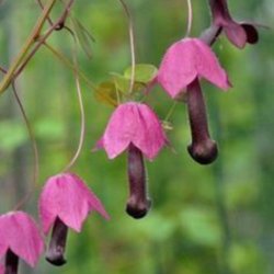 Rosenslynger, prinsessesk�rt<br><i>Rhodochiton atrosanguineus</i>