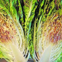 Salat, Romaine- <br>'Forellenschluss'<br><i>Lactuca sativa L. <br>var. longifolia</i>