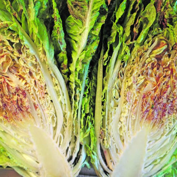 Salat, Romaine- <br>'Forellenschluss'<br><i>Lactuca sativa L. <br>var. longifolia</i>