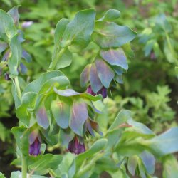 Voksurt <br><i>Cerinthe major 'Purpurescens'</i>