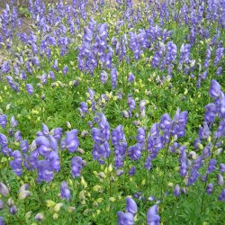 Stormhat, <br>venusvogn <br><i>Aconitum napellus</i>