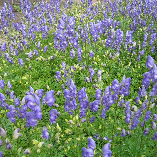 Stormhat, <br>venusvogn <br><i>Aconitum napellus</i>