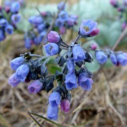 stersurt, <br>hestetunge <br><i>Mertensia maritima</i>