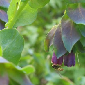 Voksurt <br><i>Cerinthe major 'Purpurescens'</i>
