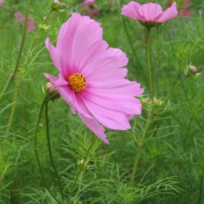 Stolt kavaler <br>'Pinkie'<br> <i>Cosmos bipinnatus</i>