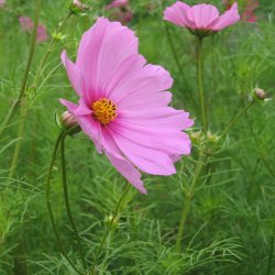 Stolt kavaler <br>'Mix'<br> <i>Cosmos bipinnatus</i>